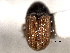  (Phloeosinus arizonicus - CNC COLEO 00155941)  @11 [ ] CreativeCommons - Attribution (2012) CNC/CBG Photography Group Centre for Biodiversity Genomics