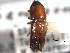  (Sampsonius detractus - CNC COLEO 00156219)  @11 [ ] CreativeCommons - Attribution (2012) CNC/CBG Photography Group Centre for Biodiversity Genomics