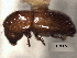  (Xyleborus consobrinus - CNC COLEO 00156262)  @11 [ ] CreativeCommons - Attribution (2012) CNC/CBG Photography Group Centre for Biodiversity Genomics