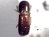  (Xyleborus deplanatus - CNC COLEO 00156274)  @11 [ ] CreativeCommons - Attribution (2012) CNC/CBG Photography Group Centre for Biodiversity Genomics