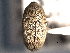  (Pycnobaris pruinosa - CNC COLEO 00157480)  @11 [ ] CreativeCommons - Attribution (2012) CNC/CBG Photography Group Centre for Biodiversity Genomics