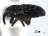  (Apinocis deplanatus - CNC COLEO00157516)  @11 [ ] CreativeCommons - Attribution (2012) CNC/CBG Photography Group Centre for Biodiversity Genomics