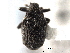  (Ceutorhynchus invisus - CNC COLEO 00157618)  @11 [ ] CreativeCommons - Attribution (2012) CNC/CBG Photography Group Centre for Biodiversity Genomics