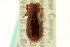  (Coelotrachelus rudis - CNC COLEO 00123246)  @13 [ ] CreativeCommons - Attribution (2011) CNC/CBG Photography Group Centre for Biodiversity Genomics
