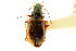  (Bembidion variegatum - CNC COLEO 00118270)  @13 [ ] CreativeCommons - Attribution (2011) CNC/CBG Photography Group Centre for Biodiversity Genomics