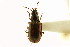  (Bembidion versutum - CNC COLEO 00118273)  @11 [ ] CreativeCommons - Attribution (2011) CNC/CBG Photography Group Centre for Biodiversity Genomics