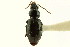  (Bembidion morulum - CNC COLEO 00118329)  @13 [ ] CreativeCommons - Attribution (2011) CNC/CBG Photography Group Centre for Biodiversity Genomics