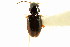  ( - CNC COLEO 00118335)  @13 [ ] CreativeCommons - Attribution (2011) CNC/CBG Photography Group Centre for Biodiversity Genomics