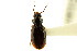  (Bembidion canadianum - CNC COLEO 00118344)  @15 [ ] CreativeCommons - Attribution (2011) CNC/CBG Photography Group Centre for Biodiversity Genomics