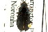  ( - CNC COLEO 00118953)  @13 [ ] CreativeCommons - Attribution (2011) CNC/CBG Photography Group Centre for Biodiversity Genomics