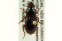  ( - CNC COLEO 00118990)  @13 [ ] CreativeCommons - Attribution (2011) CNC/CBG Photography Group Centre for Biodiversity Genomics