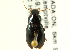  (Notiobia nitidipennis - CNC COLEO 00119100)  @11 [ ] CreativeCommons - Attribution (2011) CNC/CBG Photography Group Centre for Biodiversity Genomics