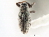  (Anthonomus tenuis - CNC COLEO 00119289)  @11 [ ] CreativeCommons - Attribution (2011) CNC/CBG Photography Group Centre for Biodiversity Genomics