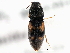  (Negastrius choris - CNC COLEO 00119308)  @14 [ ] CreativeCommons - Attribution (2011) CNC/CBG Photography Group Centre for Biodiversity Genomics