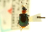  (Lebia viridipennis - CNC COLEO 00119441)  @13 [ ] CreativeCommons - Attribution (2011) CNC/CBG Photography Group Centre for Biodiversity Genomics