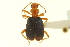  (Brachinus cyanipennis - CNC COLEO 00119570)  @14 [ ] CreativeCommons - Attribution (2011) CNC/CBG Photography Group Centre for Biodiversity Genomics