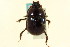  (Ceratotrupes - CNC COLEO 00119778)  @13 [ ] CreativeCommons - Attribution (2011) CNC/CBG Photography Group Centre for Biodiversity Genomics