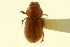  (Tetraclipeoides - CNC COLEO 00120158)  @13 [ ] CreativeCommons - Attribution (2011) CNC/CBG Photography Group Centre for Biodiversity Genomics