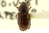  (Agoliinus manitobensis - CNC COLEO 00123159)  @11 [ ] CreativeCommons - Attribution (2011) CNC/CBG Photography Group Centre for Biodiversity Genomics