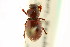  (Stenotothorax nevadensis - CNC COLEO 00123171)  @11 [ ] CreativeCommons - Attribution (2011) CNC/CBG Photography Group Centre for Biodiversity Genomics