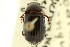  (Stenotothorax badipes - CNC COLEO 00123175)  @11 [ ] CreativeCommons - Attribution (2011) CNC/CBG Photography Group Centre for Biodiversity Genomics