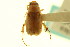  (Leptohoplia testaceipennis - CNC COLEO 00123916)  @13 [ ] CreativeCommons - Attribution (2011) CNC/CBG Photography Group Centre for Biodiversity Genomics