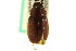  (Diplotaxis cribulosa cribulosa - CNC COLEO 00124117)  @13 [ ] CreativeCommons - Attribution (2011) CNC/CBG Photography Group Centre for Biodiversity Genomics