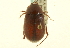  (Phyllophaga subpruinosa - CNC COLEO 00124267)  @14 [ ] CreativeCommons - Attribution (2011) CNC/CBG Photography Group Centre for Biodiversity Genomics