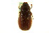  (Phyllophaga fraterna fraterna - CNC COLEO 00124373)  @11 [ ] CreativeCommons - Attribution (2011) CNC/CBG Photography Group Centre for Biodiversity Genomics