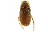  (Phyllophaga disparilis - CNC COLEO 00124399)  @11 [ ] CreativeCommons - Attribution (2011) CNC/CBG Photography Group Centre for Biodiversity Genomics