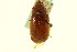  (Phyllophaga cochisa - CNC COLEO 00124432)  @11 [ ] CreativeCommons - Attribution (2011) CNC/CBG Photography Group Centre for Biodiversity Genomics