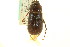  (Phyllophaga bilobatata - CNC COLEO 00124445)  @11 [ ] CreativeCommons - Attribution (2011) CNC/CBG Photography Group Centre for Biodiversity Genomics