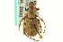  ( - CNC COLEO 00124605)  @14 [ ] CreativeCommons - Attribution (2011) CNC/CBG Photography Group Centre for Biodiversity Genomics