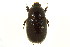  (Tomarus relictus - CNC COLEO 00124674)  @14 [ ] CreativeCommons - Attribution (2011) CNC/CBG Photography Group Centre for Biodiversity Genomics