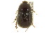  (Aphonus tridentatus - CNC COLEO 00124691)  @15 [ ] CreativeCommons - Attribution (2011) CNC/CBG Photography Group Centre for Biodiversity Genomics