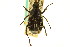  (Trichiotinus texanus - CNC COLEO 00124776)  @16 [ ] CreativeCommons - Attribution (2011) CNC/CBG Photography Group Centre for Biodiversity Genomics