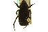  (Cremastocheilus knochii - CNC COLEO 00124875)  @13 [ ] CreativeCommons - Attribution (2011) CNC/CBG Photography Group Centre for Biodiversity Genomics