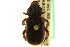  (Cremastocheilus planipes - CNC COLEO 00124876)  @13 [ ] CreativeCommons - Attribution (2011) CNC/CBG Photography Group Centre for Biodiversity Genomics