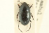  (Zophosis punctata - CNC COLEO 00126300)  @11 [ ] CreativeCommons - Attribution (2011) CNC/CBG Photography Group Centre for Biodiversity Genomics