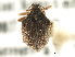  (Perigaster cretura - CNC COLEOPT # 04-4418)  @11 [ ] CreativeCommons - Attribution (2011) CNC/CBG Photography Group Centre for Biodiversity Genomics