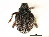  (Perigaster liturata - CNC COLEOPT # 04-4479)  @14 [ ] CreativeCommons - Attribution (2011) CNC/CBG Photography Group Centre for Biodiversity Genomics