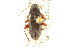  (Lobopoda erythrocnemis - CNC COLEO 00127203)  @14 [ ] CreativeCommons - Attribution (2011) CNC/CBG Photography Group Centre for Biodiversity Genomics