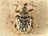  (Anthypurinus kaszabi - CNC COLEO 00127308)  @11 [ ] CreativeCommons - Attribution (2011) CNC/CBG Photography Group Centre for Biodiversity Genomics