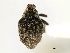  (Pelenomus squamipennis - CNC COLEO 00127326)  @11 [ ] CreativeCommons - Attribution (2011) CNC/CBG Photography Group Centre for Biodiversity Genomics