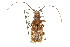  (Monochamus carolinensis - CNC COLEO 00128024)  @14 [ ] CreativeCommons - Attribution (2011) CNC/CBG Photography Group Centre for Biodiversity Genomics