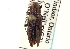  (Spectralia gracilipes - CNC COLEO 00108657)  @14 [ ] CreativeCommons - Attribution (2012) CNC/CBG Photography Group Centre for Biodiversity Genomics