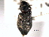  (Hydrochus scabratus - CNC COLEO 00150551)  @13 [ ] CreativeCommons - Attribution (2012) CNC/CBG Photography Group Centre for Biodiversity Genomics