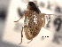  (Laccobius truncatipenis - CNC COLEO 00150799)  @11 [ ] CreativeCommons - Attribution (2012) CNC/CBG Photography Group Centre for Biodiversity Genomics