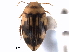  (Neoporus sulcipennis - CNC COLEO 00149762)  @11 [ ] CreativeCommons - Attribution (2012) CNC/CBG Photography Group Centre for Biodiversity Genomics