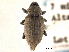  (Listronotus truncatus - CNC COLEO 00153404)  @11 [ ] CreativeCommons - Attribution (2012) CNC/CBG Photography Group Centre for Biodiversity Genomics